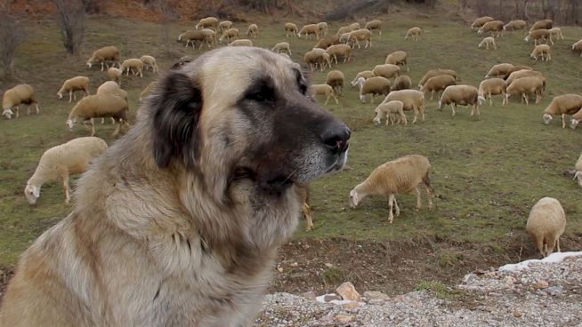 Reiseziel Kosovo: Urlaub im jüngsten Land Europas